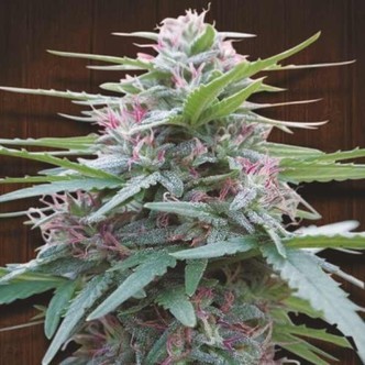 Panama (ACE Seeds) feminiserade