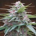 Panama (ACE Seeds) Feminiserade