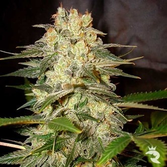 Afghan Kush Ryder (World Of Seeds) feminiserade cannabisfr&ouml;n