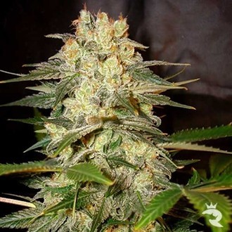 Afghan Kush Ryder Autoflower (World Of Seeds) Feminiserade