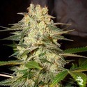 Afghan Kush Ryder Autoflower (World Of Seeds) Feminiserade