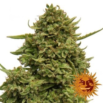 Pineapple Chunk (Barney's Farm) feminiserade cannabisfr&ouml;n