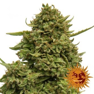 Pineapple Chunk (Barney's Farm) Feminiserade