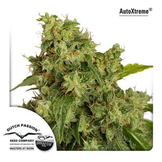 AutoXtreme (Dutch Passion) feminiserade