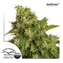 Auto Xtreme (Dutch Passion) Feminiserade