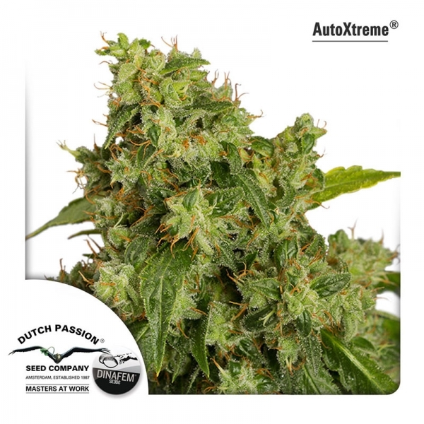 Auto Xtreme (Dutch Passion) Feminiserade