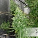 Auto Xtreme (Dutch Passion) Feminiserade