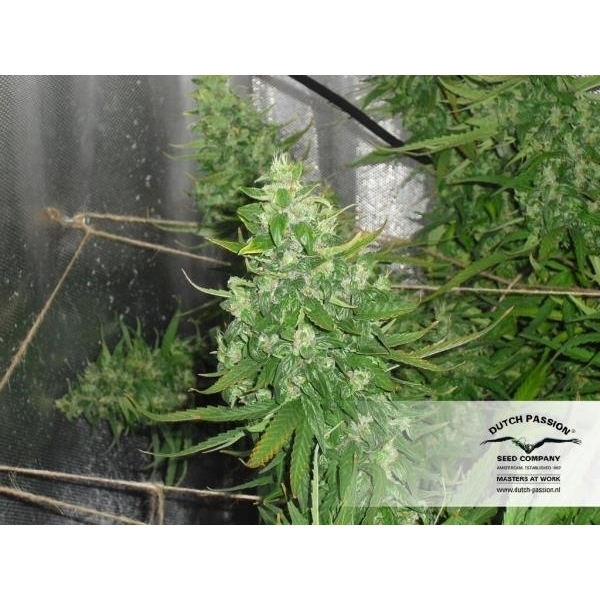 Auto Xtreme (Dutch Passion) Feminiserade
