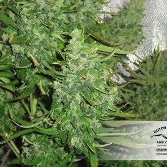 Auto Xtreme (Dutch Passion) Feminiserade