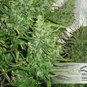 Auto Xtreme (Dutch Passion) Feminiserade