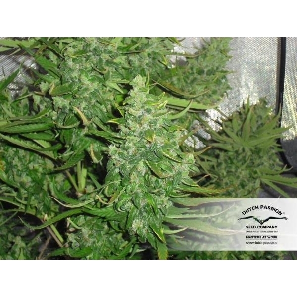 Auto Xtreme (Dutch Passion) Feminiserade