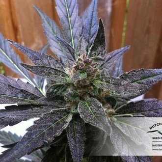 Auto Xtreme (Dutch Passion) Feminiserade