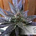 Auto Xtreme (Dutch Passion) Feminiserade