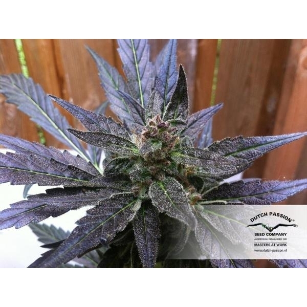 Auto Xtreme (Dutch Passion) Feminiserade