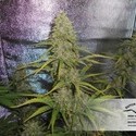 Auto Xtreme (Dutch Passion) Feminiserade