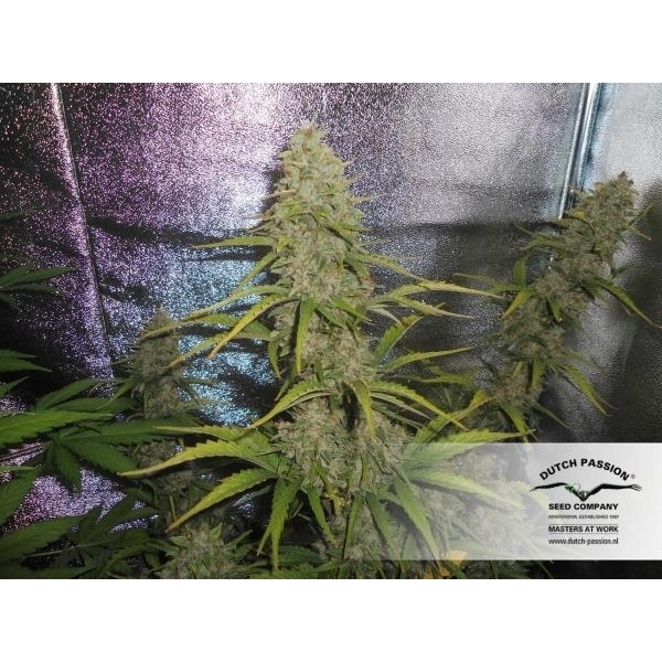 Auto Xtreme (Dutch Passion) Feminiserade