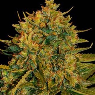 Northern Light x Big Bud Auto (World Of Seeds) feminiserade cannabisfr&ouml;n