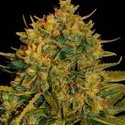 Northern Light x Big Bud Ryder Auto (World Of Seeds) Feminiserade