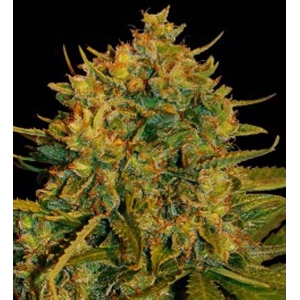Northern Light x Big Bud Ryder Auto (World Of Seeds) Feminiserade