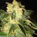 Pakistan Ryder Autoflower (World Of Seeds) Feminiserade
