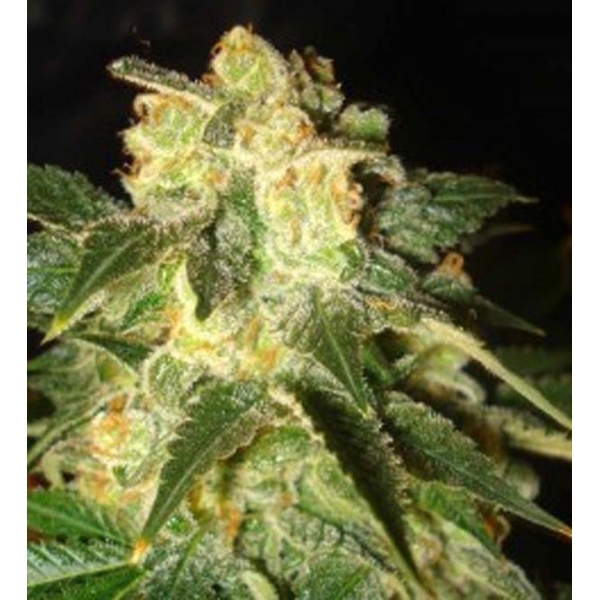Pakistan Ryder Autoflower (World Of Seeds) Feminiserade