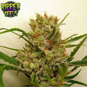 Ripper Haze (Ripper Seeds) feminiserade cannabisfr&ouml;n