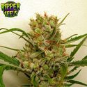 Ripper Haze (Ripper Seeds) Feminiserade