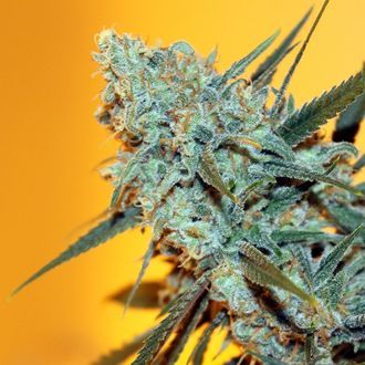 Criminal+ (Ripper Seeds) Feminiserade