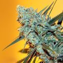 Criminal+ (Ripper Seeds) Feminiserade