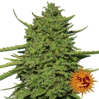 Amnesia Lemon (Barney's Farm) feminiserade cannabisfr&ouml;n