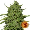 Amnesia Lemon (Barney's Farm) Feminiserade