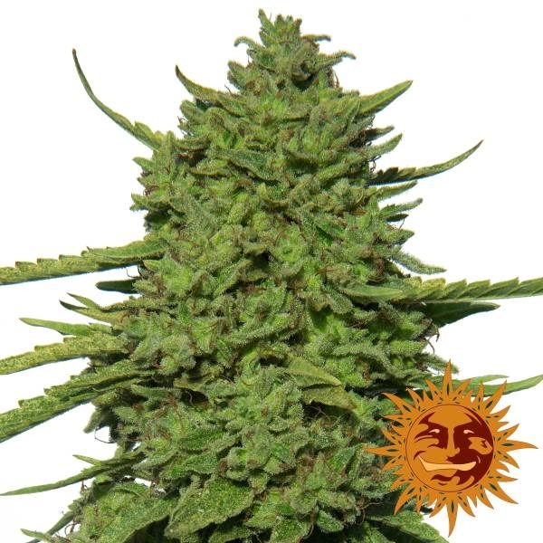 Amnesia Lemon (Barney's Farm) Feminiserade