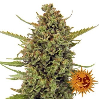 Acapulco Gold (Barney's Farm) Feminiserade