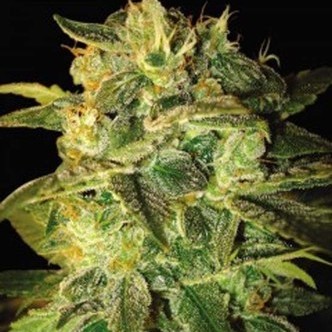 Sugar Mango Ryder (World Of Seeds) feminiserade cannabisfr&ouml;n