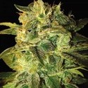 Sugar Mango Ryder Autoflower (World Of Seeds) Feminiserade