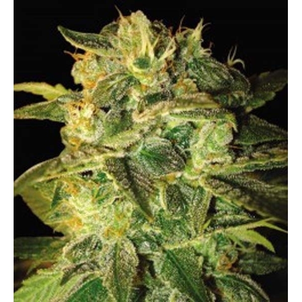 Sugar Mango Ryder Autoflower (World Of Seeds) Feminiserade