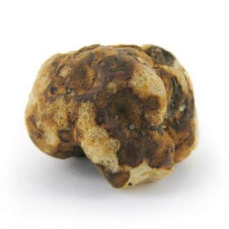 Tampanensis Magiska tryfflar
