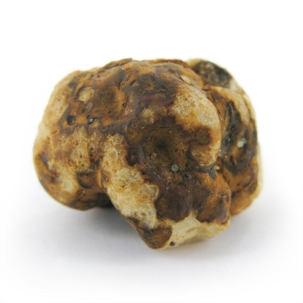 Tampanensis Magiska tryfflar