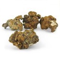 Hollandia Magiska tryfflar