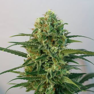 Toxic (Ripper Seeds) Feminiserade
