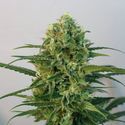 Toxic (Ripper Seeds) Feminiserade