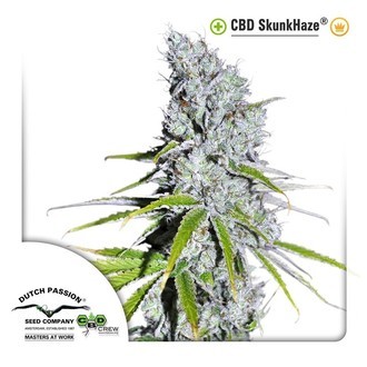CBD Skunk Haze (Dutch Passion) Feminiserade