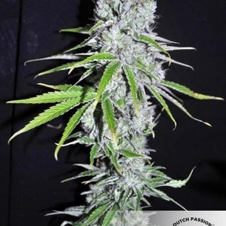CBD Skunk Haze (Dutch Passion) Feminiserade