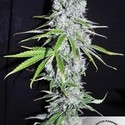 CBD Skunk Haze (Dutch Passion) Feminiserade