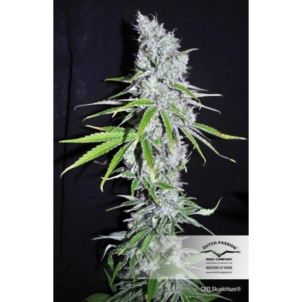 CBD Skunk Haze (Dutch Passion) Feminiserade
