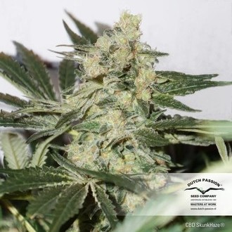 CBD Skunk Haze (Dutch Passion) Feminiserade