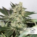 CBD Skunk Haze (Dutch Passion) Feminiserade