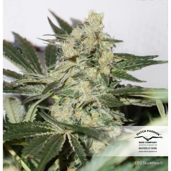 CBD Skunk Haze (Dutch Passion) Feminiserade