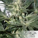 CBD Skunk Haze (Dutch Passion) Feminiserade