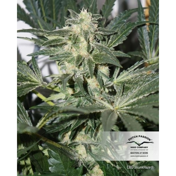 CBD Skunk Haze (Dutch Passion) Feminiserade